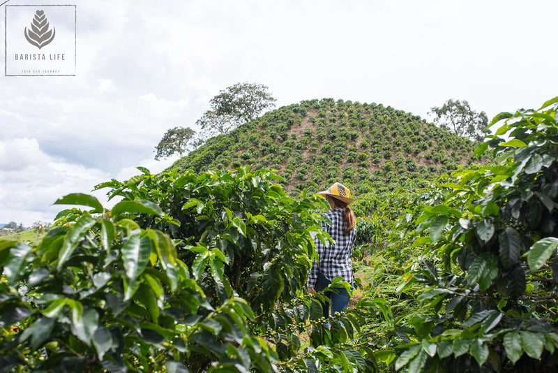 Organic Coffee from CECOVASA - Peru